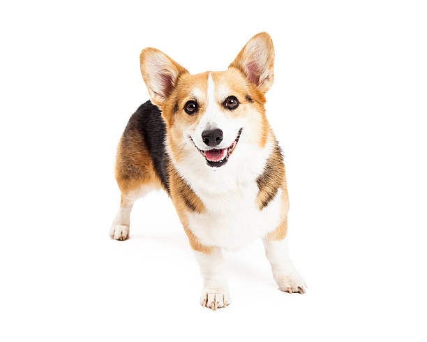 istock Happy Pembroke Welsh Corgi Dog Standing 528898269