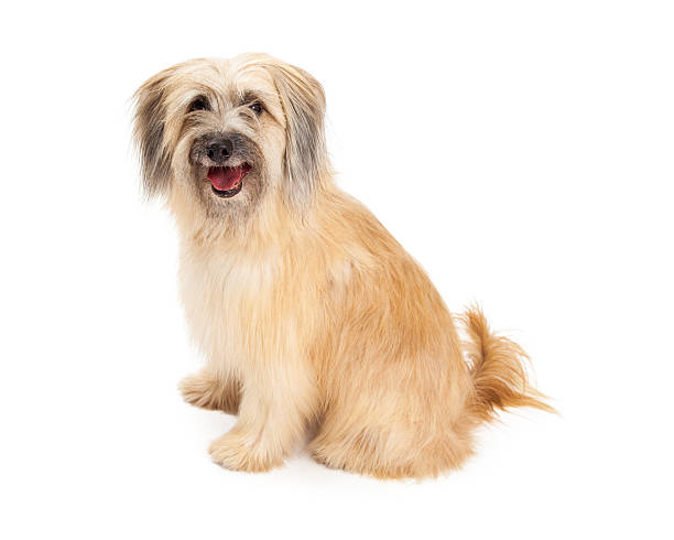istock Closeup of Pyrenean Shepherd Dog Sitting 528898403