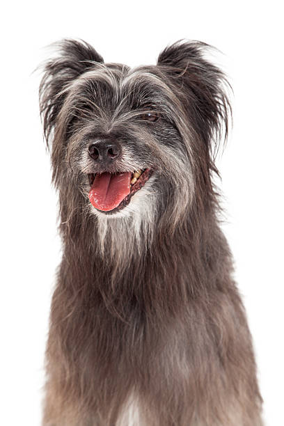 istock Closeup of Pyrenean Shepherd Dog 528898409