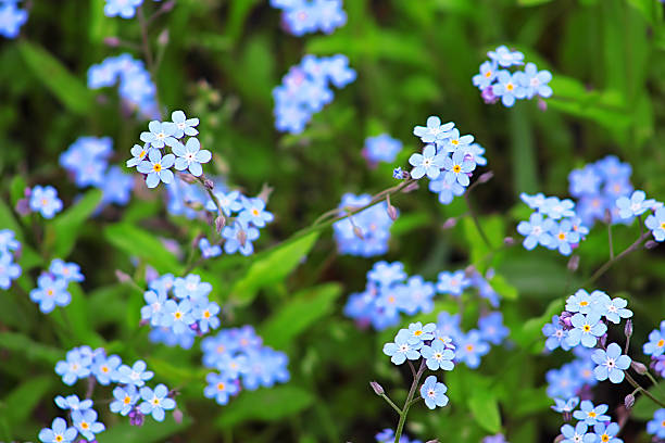 Forgetmenot Blue Flowers In Spring Closeup Stock Photo - Download