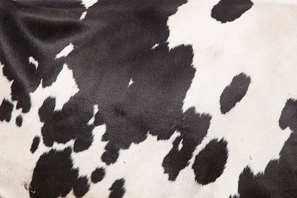 istock hide of black and white cow 528898570