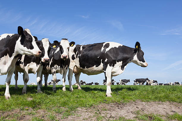istock black and white cows in green grassy dutch meadow 528898774