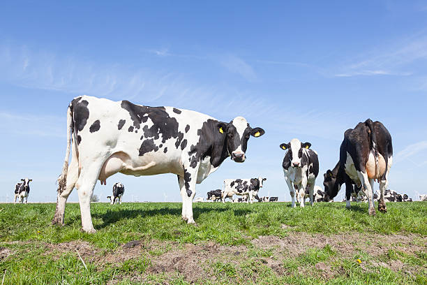istock black and white cows in sunny dutch green meadow 528898882