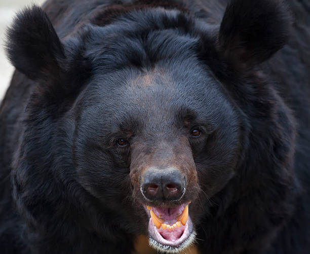 istock Portrait of an Asiatic black bear with open chaps. 528899013