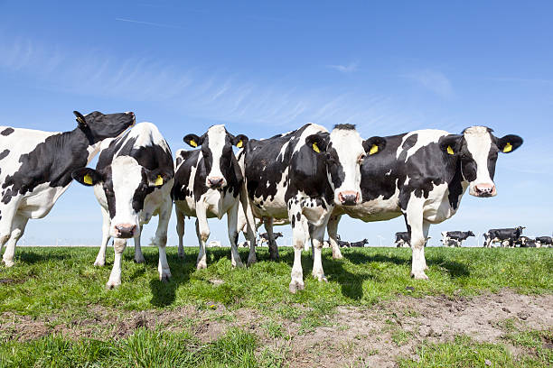 istock black and white cows in sunny dutch green meadow 528899094