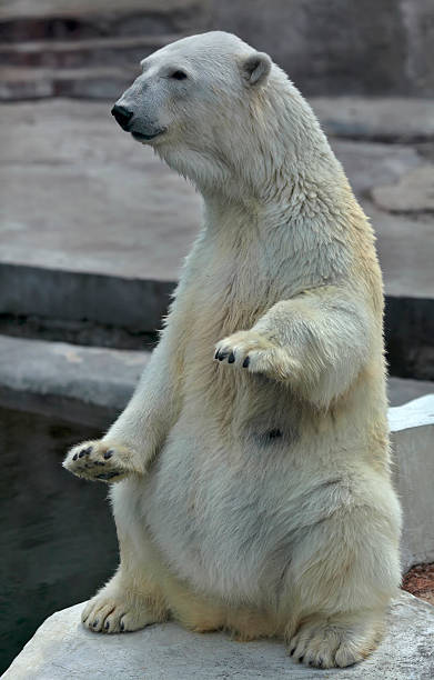 istock Polar bear female, sitting up straight. 528899171