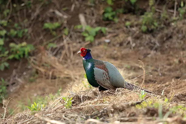 Photo of Japanese pheasant