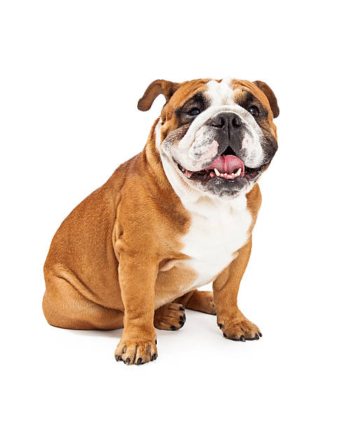istock Smiling English Bulldog Sitting 528899807