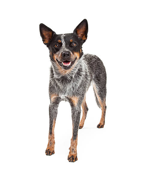 istock Smiling Australian Cattle Dog Standing 528899809