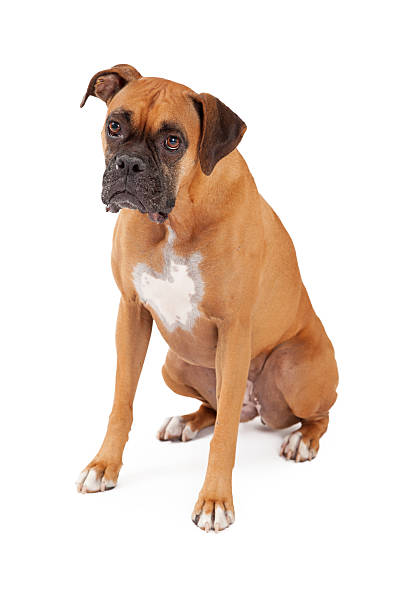 istock Sad Looking Boxer Dog Sitting 528899817