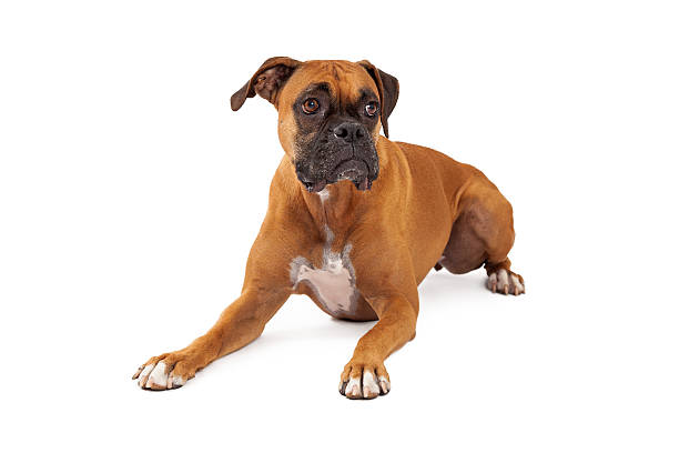 istock Sad Looking Boxer Dog Laying 528899819