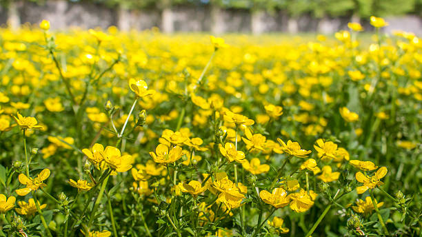 istock blooming flower in spring, buttercup, crowfoot, ranunculus 528901982