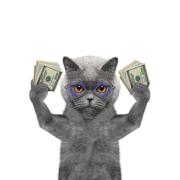 Cat holds in its paws a lot of money stock photo
