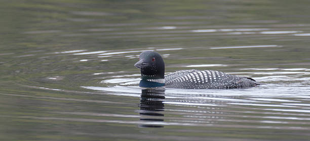 istock Common Loon - Gavia immer - swims slowly looking for fish. 528903094