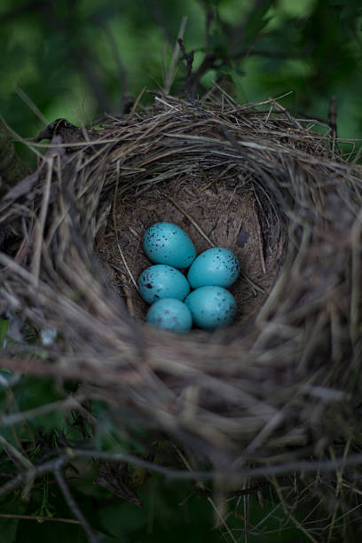 istock The eggs lie in a nest on a tree. 528903106