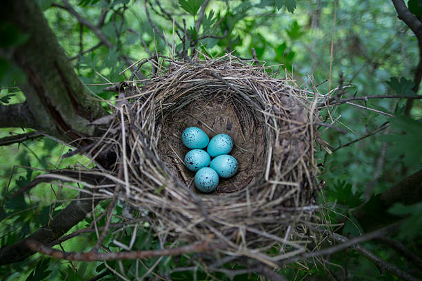 istock The eggs lie in a nest on a tree. 528903298