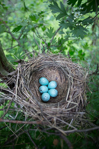 istock The eggs lie in a nest on a tree. 528903562