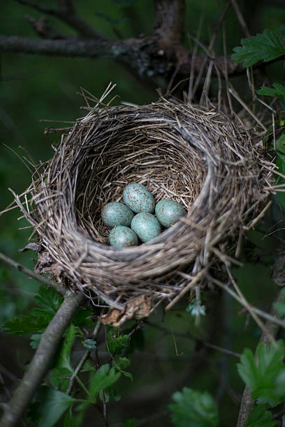 istock The eggs lie in a nest on a tree. 528903678