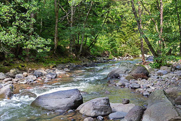 istock Mountain River in the wood 528904902