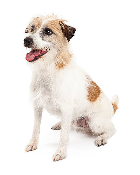 istock Attentive Jack Russell Dog Sitting 528905551
