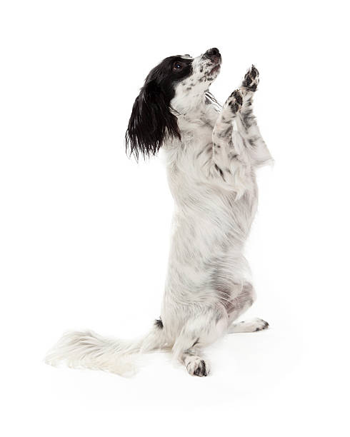 istock Papillon Mix Breed Dog Begging 528906079