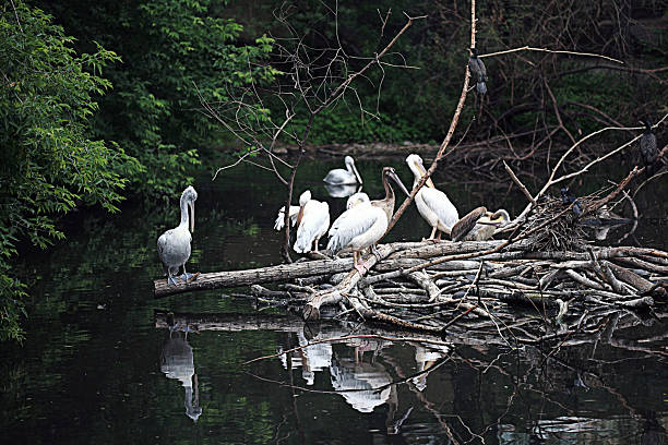 istock white pelican pond zoo 528906167