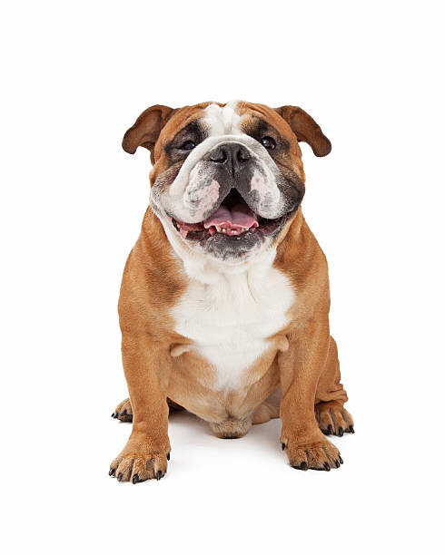 istock Happy English Bulldog Sitting 528906185