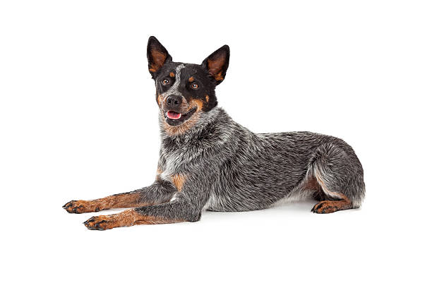 istock Friendly Australian Cattle Dog Laying 528906201