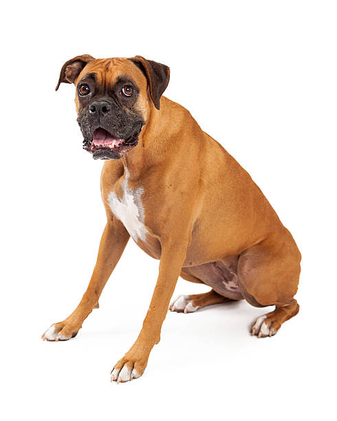 istock Cute and Friendly Looking Boxer Dog Sitting 528906311