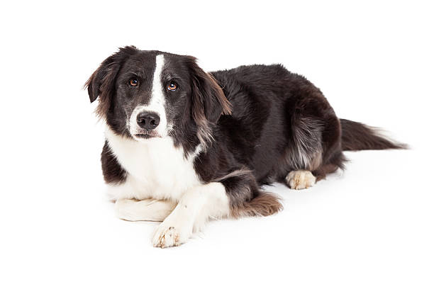 istock Serious Looking Border Collie Dog Laying 528906429