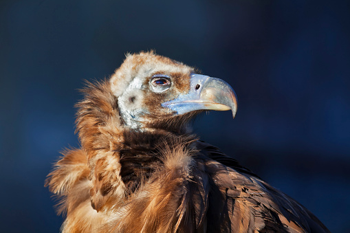 Cinereous Vulture (Aegypius monachus) is also known as the Black Vulture, Monk Vulture, or Eurasian Black Vulture. The largest true bird of prey in the world.