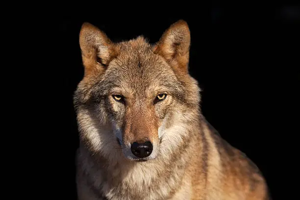 Photo of Eye to eye portrait with grey wolf female.