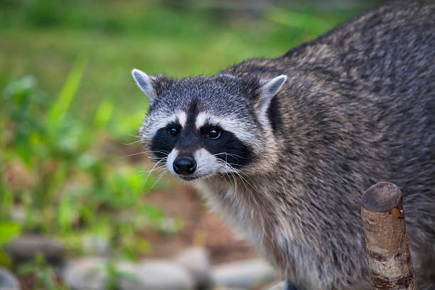 istock Funny face of a raccoon on blur background. 528906639