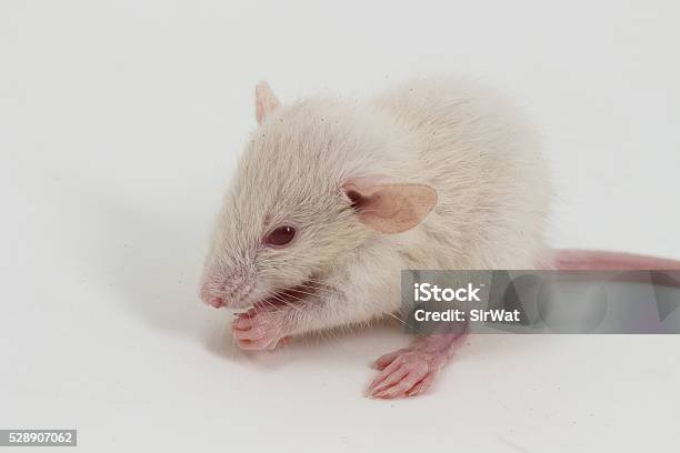 lab rats pictures pictures stock photos, pictures &... White Lab Rat Stock Photo - Download Image Now - Albino, Animal ...
