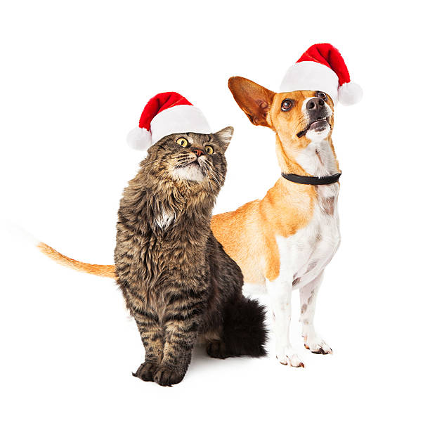 istock Dog and Cat Looking Up Together 528907203