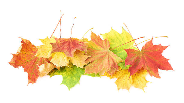 istock Pile of colorful maple leaves isolated 528907534