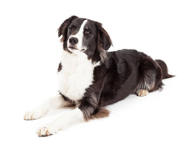 istock Attentive Border Collie Dog Laying 528907555