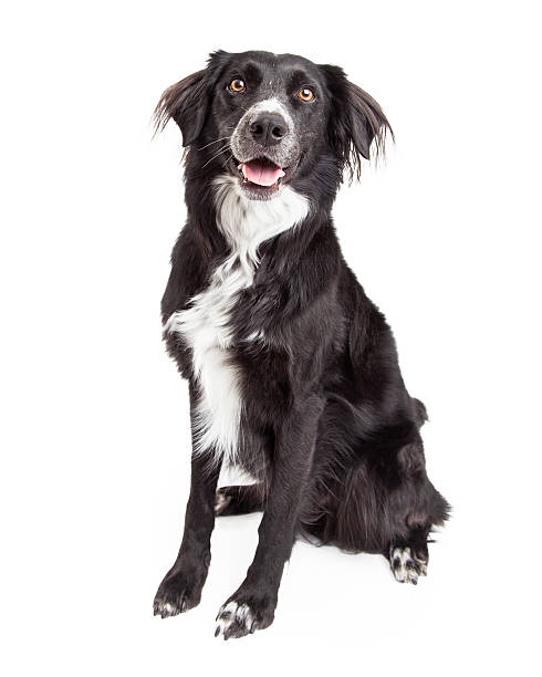 istock Beautiful Border Collie Mix Breed Dog Sitting. 528907829