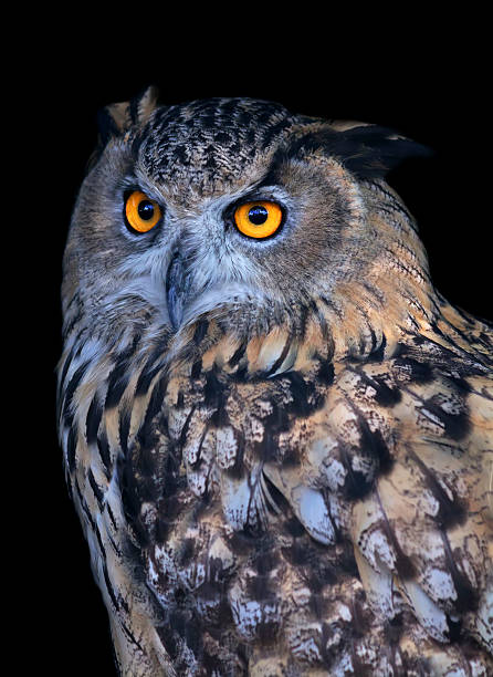 istock Screech owl, very beautiful wild animal. 528908033