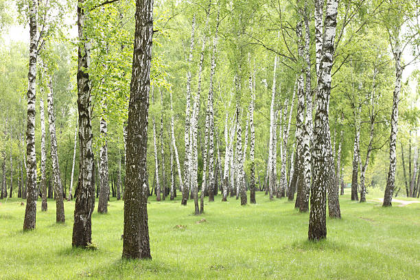istock Summer birch trees in forest, beautiful birch grove, birch-wood 528908072