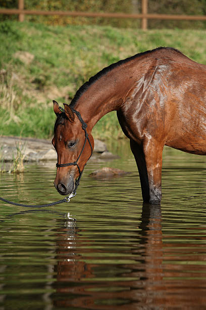istock Amazing arabian horse in water 528908094