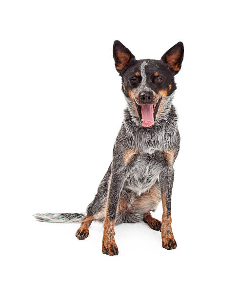 istock Australian Cattle Dog Yawning 528908193