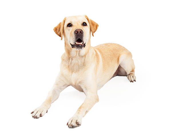 istock Attentive Labrador Retriever Dog Laying 528908437