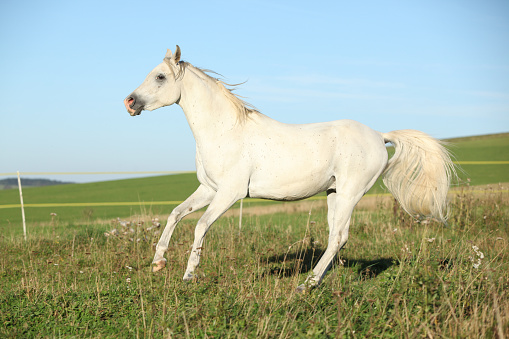 Amazing arabian stallion running on meadow