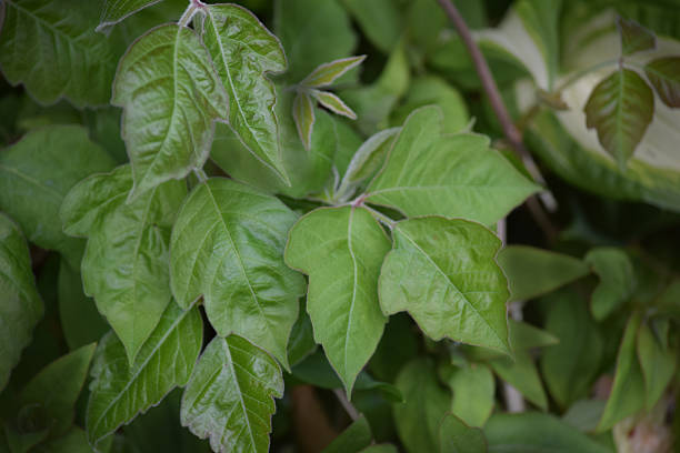 Shiny reddish green poison ivy leaves grow in a Cape Cod garden filled with lily of the valley in mid May.  As the seasons progress the leaves will turn green in the summer and bright red in Autumn.