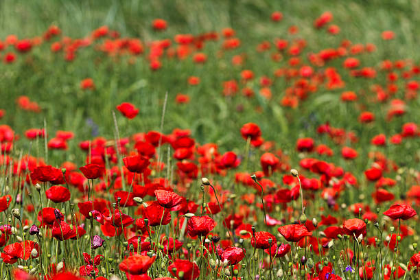 istock Poppy flowers 528908877