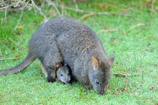 pademelon della tasmania - tasmanian animals foto e immagini stock