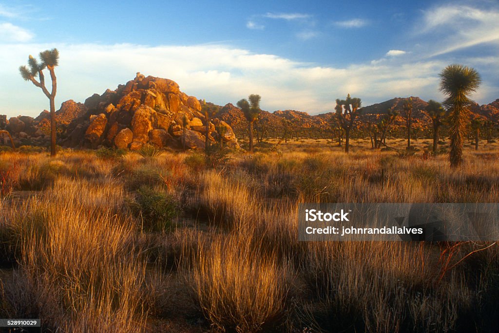 Joshua Tree National Park Joshua Trees (yucca brevifolia) among the large granite rocks of Joshua Tree National Park. Arid Climate Stock Photo