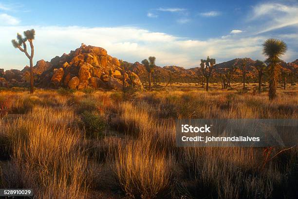 Joshua Tree National Park Stock Photo - Download Image Now - Arid Climate, California, Cloud - Sky