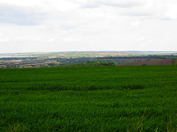 istock Field of young green wheat on spring 528910174